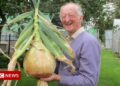 What do giant veg growers eat on Christmas Day? – BBC News