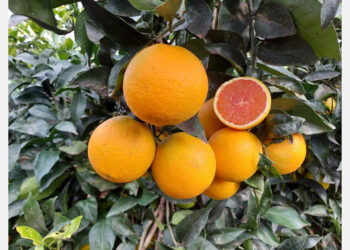 “In 2023, we will start growing an exclusive early variety called Red Lina”