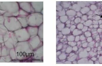 Flavor your food with “flavanols (flavan 3-ols)” to burn excess fat, new study suggests