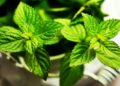 What Is Mint And How Can You Use It?