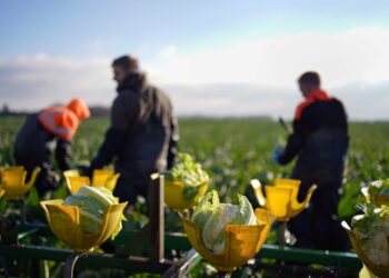 UK braces for late cauliflower glut after mild weather delayed Christmas harvest