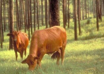 The Five Types of Agroforestry | The Latest Environmental and Conservation News