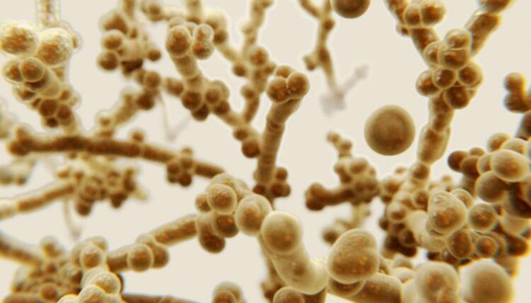 Drug resistant fungus may be on the rise due to global warming