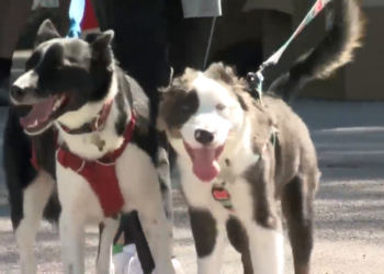 Researchers say this drug could add years to your dog's life: – WKRC TV Cincinnati