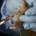 Lassa fever kills 2 doctors, 1 health worker in Oyo – The Sun Nigeria