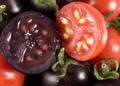 Purple tomatoes? Superfood genetically engineered tomato rich in antioxidants nearing United States rollout – Genetic Literacy Project