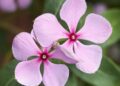 Unlocking the secrets of a cancer-fighting flower