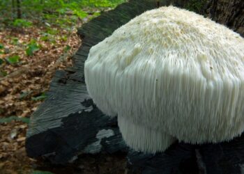 Reishi, Chaga, Lion’s Mane, Turkey Tail