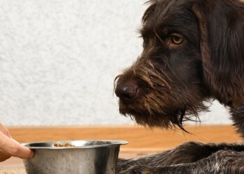 The ins and outs of pet feeding tubes