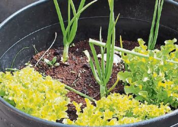 Leitrim county councillor urges people to ‘grow your own’ vegetables in fight for food security