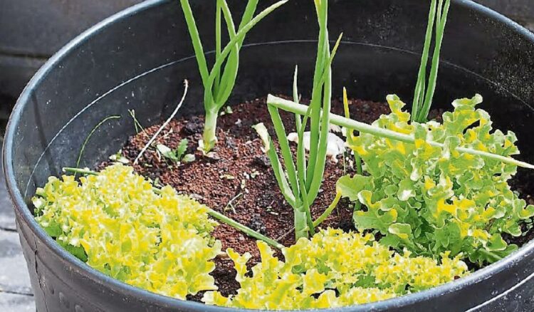 Leitrim county councillor urges people to ‘grow your own’ vegetables in fight for food security