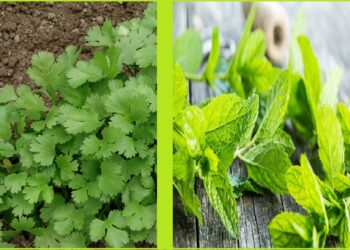 Nutritional Benefits, Difference & Which One Is Healthier?