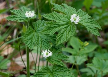 Plant of the Week: One of the world’s most popular herbal remedies