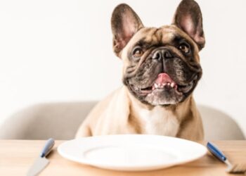 What Food Should You Give Your Dog? Know Here