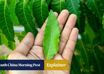 What is neem? How the world’s ‘most versatile medical plant’ could help you – South China Morning Post