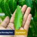 What is neem? How the world’s ‘most versatile medical plant’ could help you – South China Morning Post