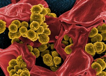 USDA: High fiber diets associated with less antibiotic resistance