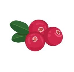 Daily cranberry consumption improves heart health – New study