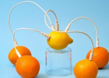 Which foods boost the immune system?